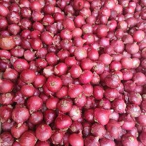 Red Onion