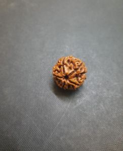 8 Face Rudraksha