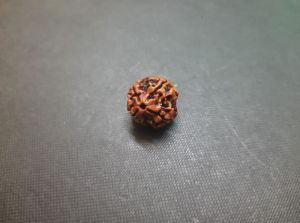 2 Face rudraksha