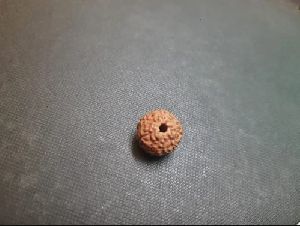 9 face Rudraksha