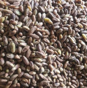 neem seed kernel