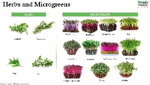 Herbs and micro greens organic