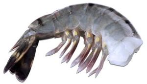 Raw Headless Shell-On Black Tiger Prawn