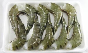 Raw Headless Shell-On Easy Peel Black Tiger Prawn