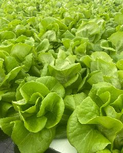 butterhead lettuce