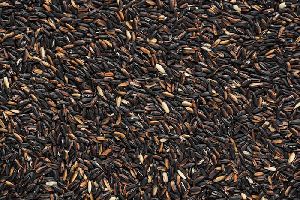 Organic black rice