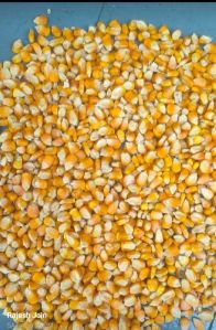 Yellow Corn Maize