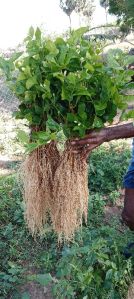 Big size jasmine plants