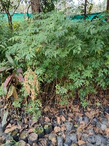 Bambusa Tulda Bamboo Plant