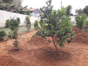 Fruit garden setting