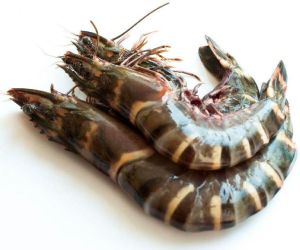 Black Tiger Prawns