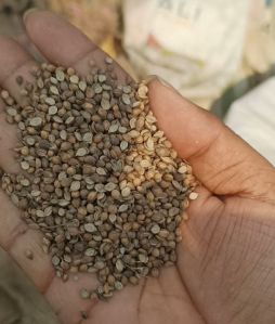 Coriander Seeds