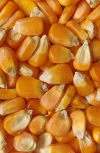 yellow corn feed