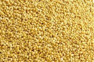 Foxtail Millet Seeds