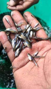 Guppy Fish Seeds