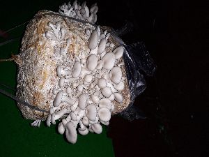 oyster white mushroom