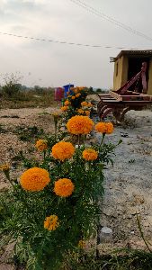 Marigold Flowers