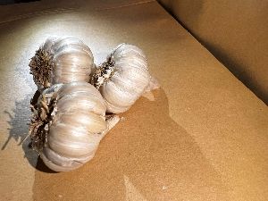 1-15mm garlic