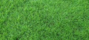 Natural Grass landscapeing service