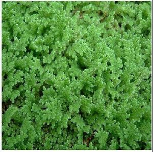 Azolla