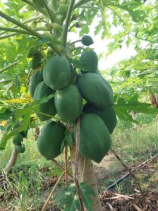 Raw Papaya