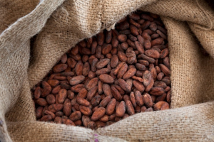 Organic Cocoa Bean