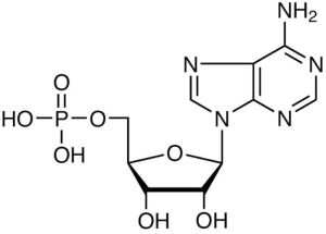 adenosine monophosphate