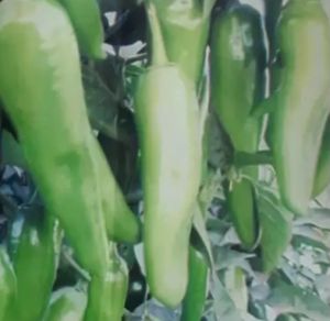 Fresh Green Chilli