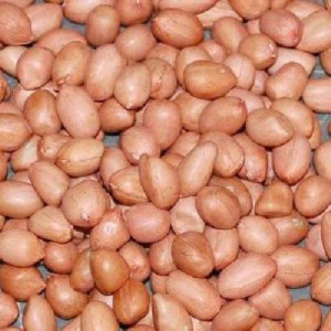 Round Shape Groundnut Kernels