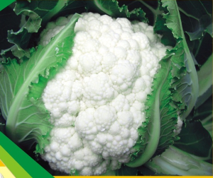 nxg delight cauliflower seed