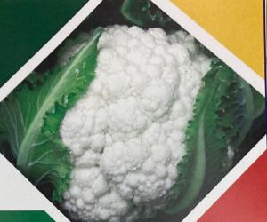 nxg white lady cauliflower seed