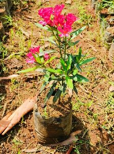 multi color bougainvillea flower