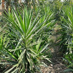 spineless yucca plant