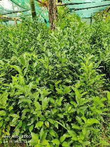 Orange Seedlings