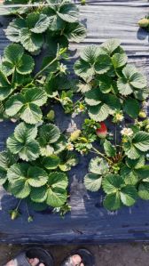 Strawberry Plants