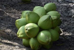 Fresh Tender Coconut