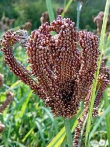 Finger Millet Ragi