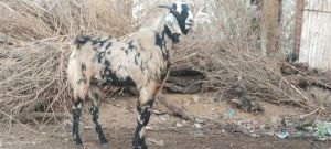 male gujri goat