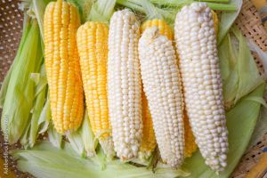 White and Yellow Corn