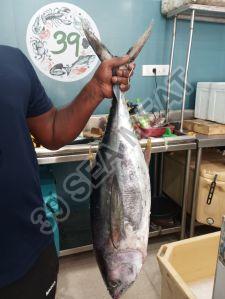 fresh tuna fish