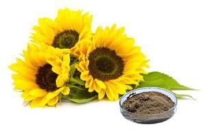 Sunflower Extract Powder