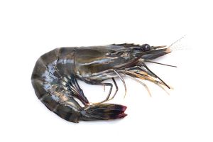 Black Tiger Prawns