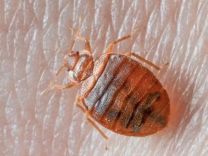 bed bug pest control