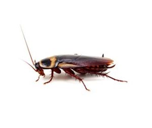 cockroach control services