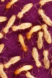 termite control services