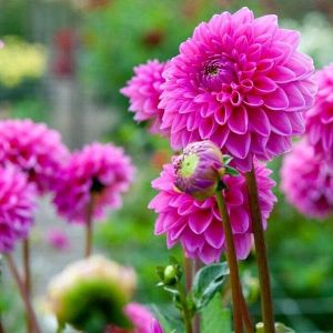 Dahlia Plant