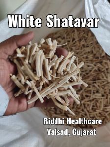 White Shatavari