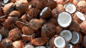 Coconut