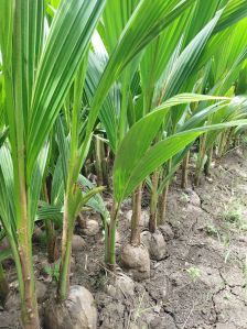 Coconut Plant