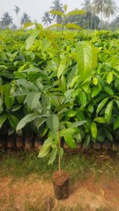 Guava Plants